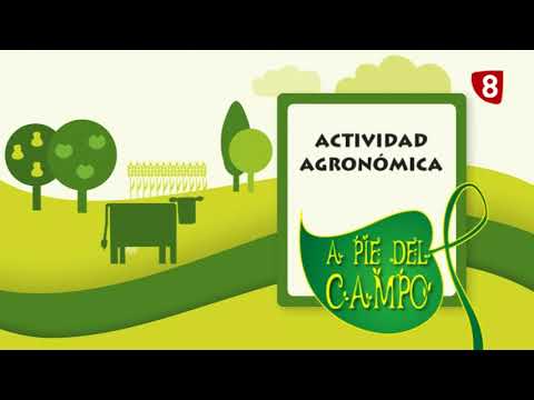 A PIE DEL CAMPO 12/08/2017