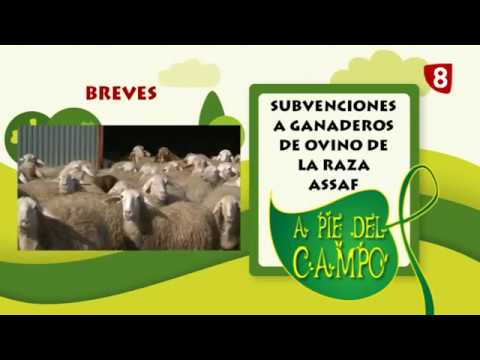 A PIE DEL CAMPO 194