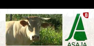 A PIE DEL CAMPO 14/10/2017