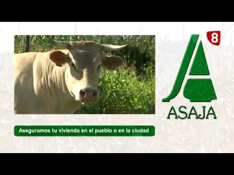 A PIE DEL CAMPO 14/10/2017