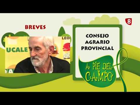 A PIE DEL CAMPO 185