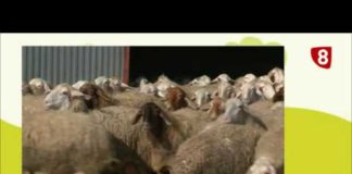 A PIE DEL CAMPO 07/10/2017