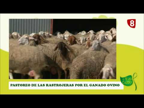 A PIE DEL CAMPO 07/10/2017