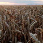 Cotizaciones de la Lonja Agropecuaria de León – Sesión 14/05/2019 Lonjas