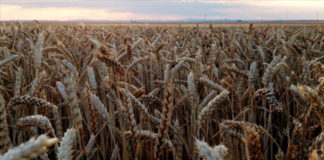 Agricultores a vota, agricultoras a misa Lonjas