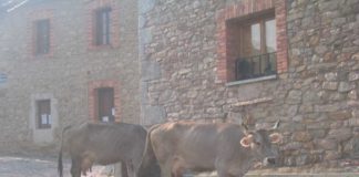 Asaja ha pedido hoy una modificación normativa para prorrogar las licencias de explotaciones ganaderas en cascos urbanos