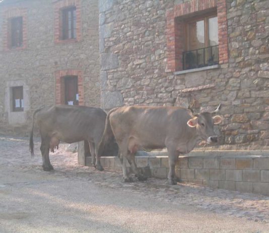 EL MAPA «BAUTIZA» A LA VACA PARDA ALPINA COMO PARDA DE MONTAÑA