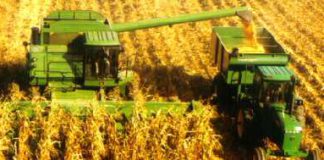 ASAJA PIDE AUTORIZACIÓN PARA PODER QUEMAR, POR MOTIVOS EXCEPCIONALES, LOS RASTROJOS DE MAIZ