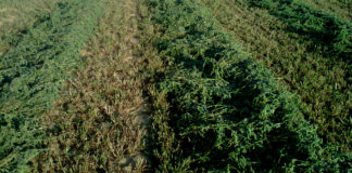 Asaja rechaza la propuesta de plan estratégico de la Pac porque perjudica al agricultor profesional Alfalfa