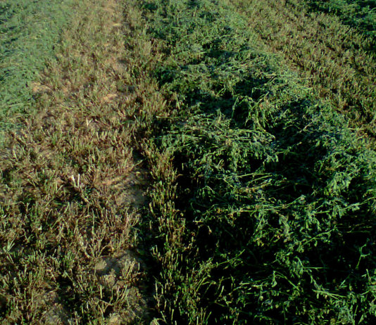 Asaja rechaza la propuesta de plan estratégico de la Pac porque perjudica al agricultor profesional Alfalfa