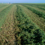 Nuevo seguro de rendimientos en alfalfa Alfalfa