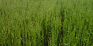 Cotizaciones de la Lonja Agropecuaria de León – sesión 12/05/2021 Cebada espigando