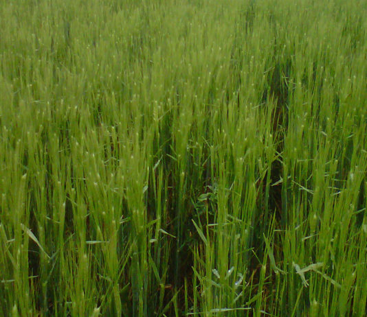 Cotizaciones de la Lonja Agropecuaria de León – sesión 12/05/2021 Cebada espigando