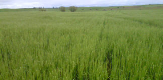 Los promotores de los parques fotovoltaicos no están acreditando la disponibilidad de los terrenos rústicos donde pretenden construir Cebada espigando