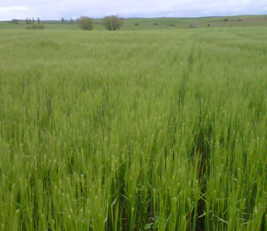 ASAJA advierte sobre el “arranque pésimo” de la nueva campaña de siembras de cereal Cebada espigando