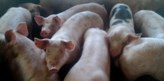 Las seis noticias agrarias de la semana – 27/12/2024 Cerdos