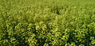 Situación agronómica de los cultivos en la provincia de León Colza