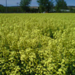 Seguro de la colza Colza