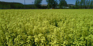 Seguro de la colza Colza