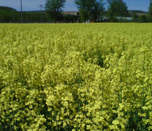 Seguro de la colza Colza