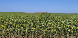 ASAJA denuncia prácticas abusivas de la banca en los préstamos de la sequía y heladas Girasol