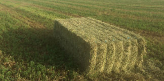 Cotizaciones de la Lonja Agropecuaria de León – Sesión 06/06/2018 Paquete paja