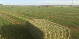 Cotizaciones de la Lonja Agropecuaria de León – 23/05/2018 Paquete paja