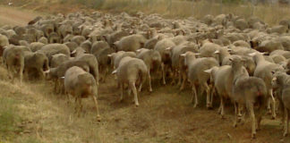 El Ministerio de Agricultura, Pesca y Alimentación publica el listado de los 20.081 productores de leche beneficiarios de las ayudas por la guerra en Ucrania Rebaño ovejas