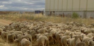 Fijado el importe de la ayuda asociada para ovino – caprino 2017 Rebaño ovejas