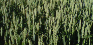 SEGURO DE “MÁS VALOR” Trigo