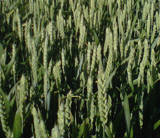 Seguro de cereales y otros cultivos herbáceos Trigo