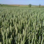 Situación agronómica de los cultivos en la provincia de León Trigo