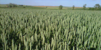 Cuaderno de explotación Trigo