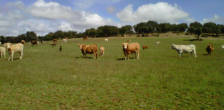 A bofetadas Vacas extensivo