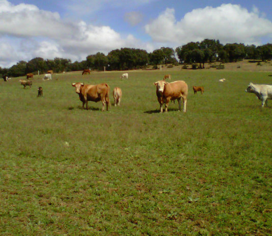 Prueba de contraste en el saneamiento ganadero Vacas extensivo