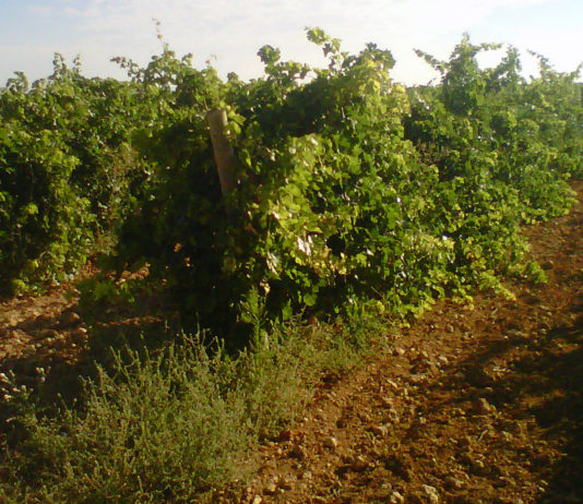 Las seis noticias agrarias de la semana – 25/07/2025 Viñedo