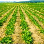 CIRCULAR A LOS CULTIVADORES DE REMOLACHA