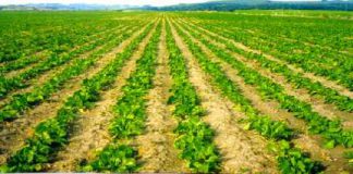 CIRCULAR A LOS CULTIVADORES DE REMOLACHA