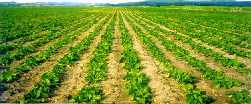 CIRCULAR A LOS CULTIVADORES DE REMOLACHA