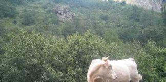 ASAJA EXIGE UN INFORME TÉCNICO PARA TOMAR DECISIONES SOBRE LA BRUCELOSIS EN LA MONTAÑA DE RIAÑO