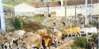 DEFENSA DE LA GANADERIA DE MONTAÑA