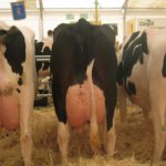 Ayudas a explotaciones afectadas por la Enfermedad Hemorrágica Epizoótica (EHE)