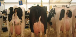 Ayudas a explotaciones afectadas por la Enfermedad Hemorrágica Epizoótica (EHE)