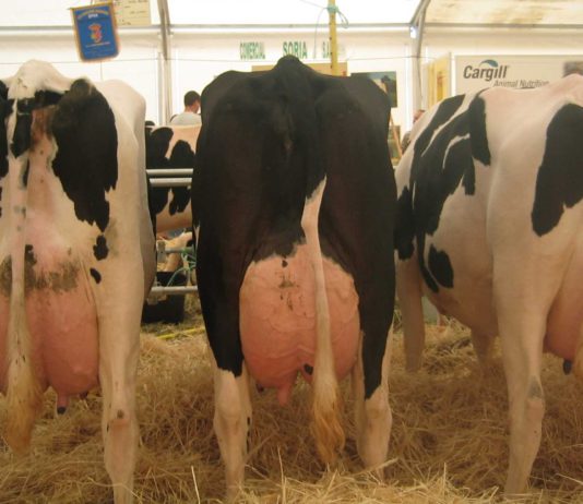 EN TORAL DE LOS GUZMANES SE EXHIBIERON LAS MEJORES VACAS