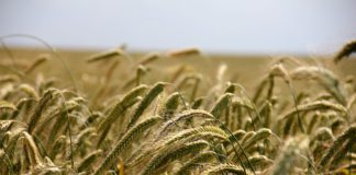 Subvención para promover el alta de mujeres en la Seguridad Social Agraria