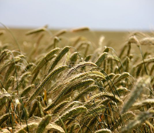 Cotizaciones de la Lonja Agropecuaria de León – Sesión 22/07/2020