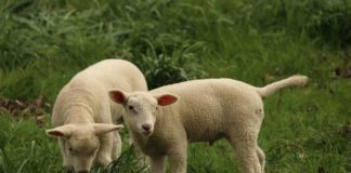 El Ministerio de Agricultura establecerá ayudas directas para los ganaderos de ovino y caprino