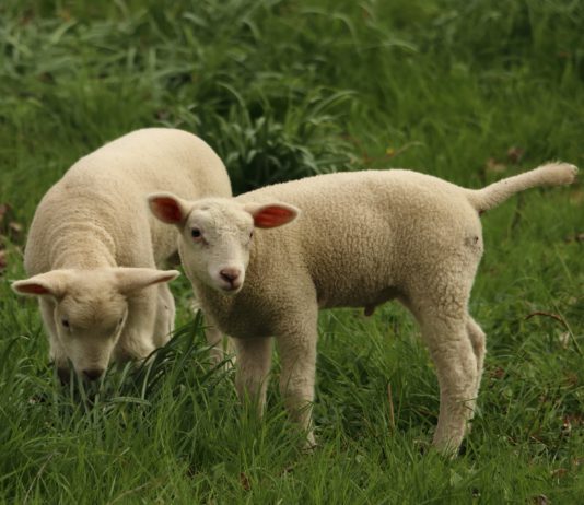 Las seis noticias agrarias de la semana – 22/12/2017