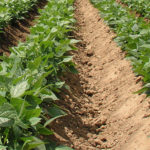 Cotizaciones de la Lonja Agropecuaria de León – Sesión 05/12/2017 cultivo_alubias