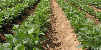 Cotizaciones de la Lonja Agropecuaria de León – Sesión 05/12/2017 cultivo_alubias